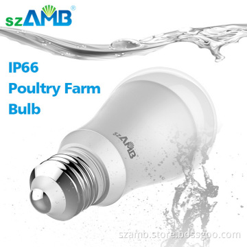 Chicken shed poultry farm